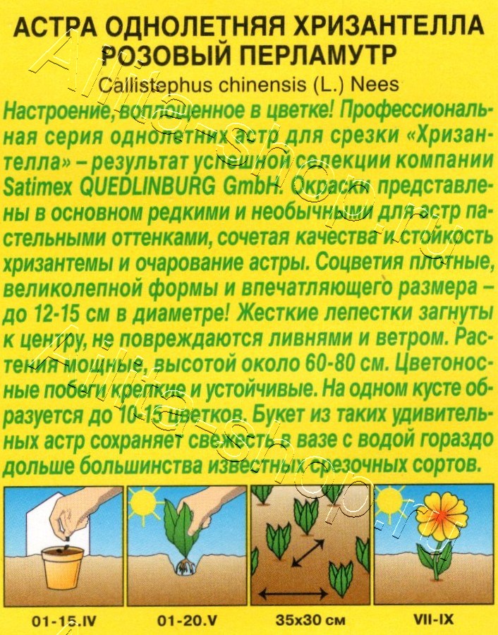 Астра Хризантелла розовый перламутр 15шт