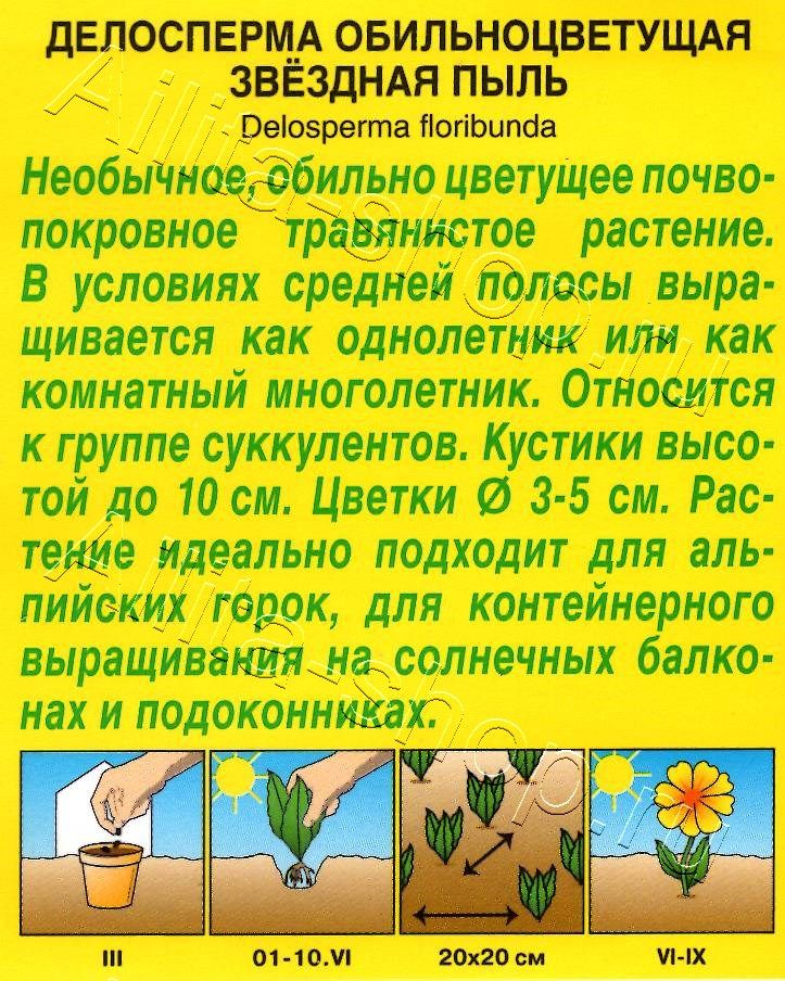 Делосперма Звездная пыль 5шт