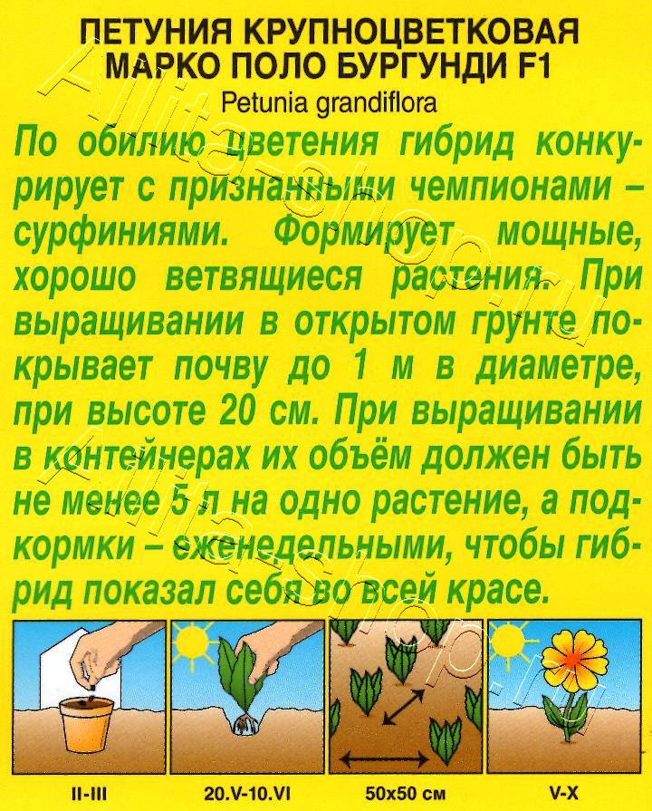 Петуния Марко Поло F1 бургунди 7шт