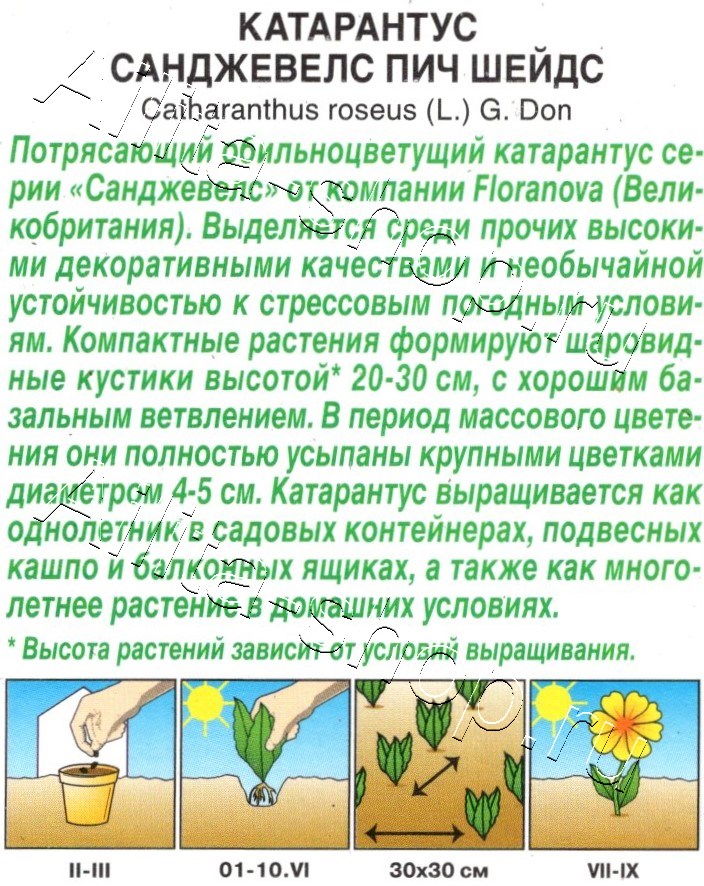 Катарантус Санджевелс пич шейдс 7шт