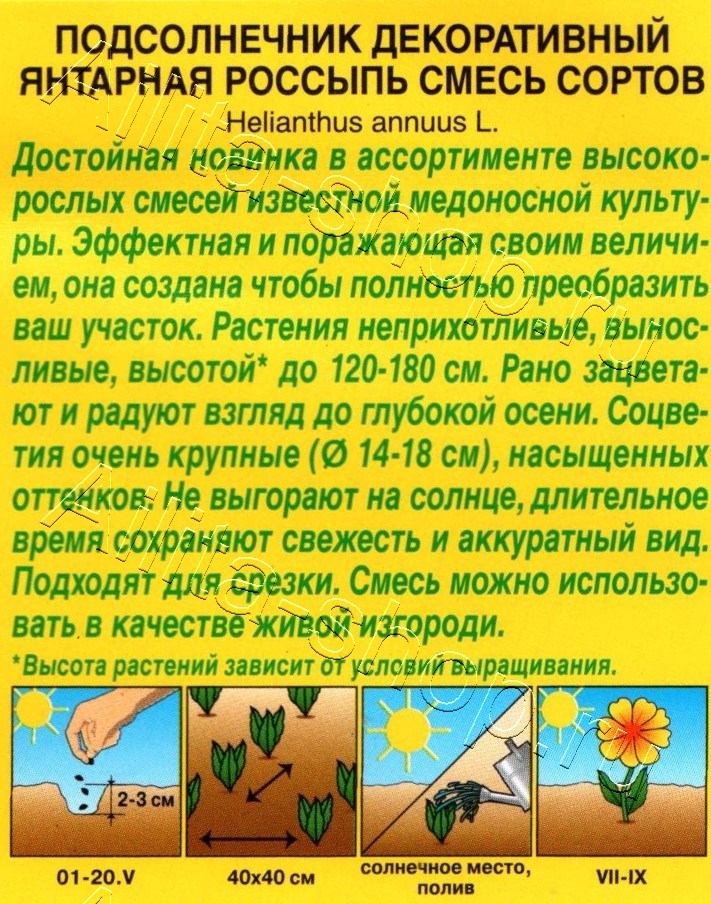 Бегония Америгибрид Пикоти F1 солнечная вспышка 5шт