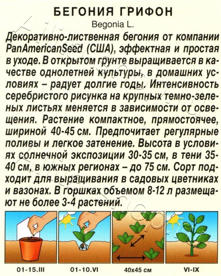 Бегония Грифон 3шт