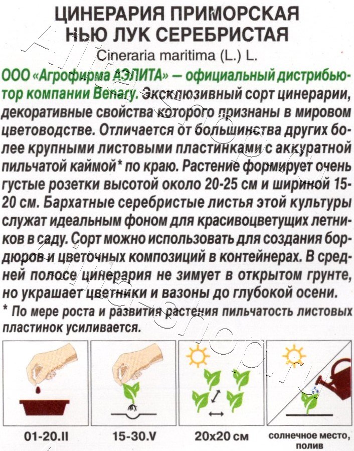 Цинерария Нью Лук серебристая 15шт