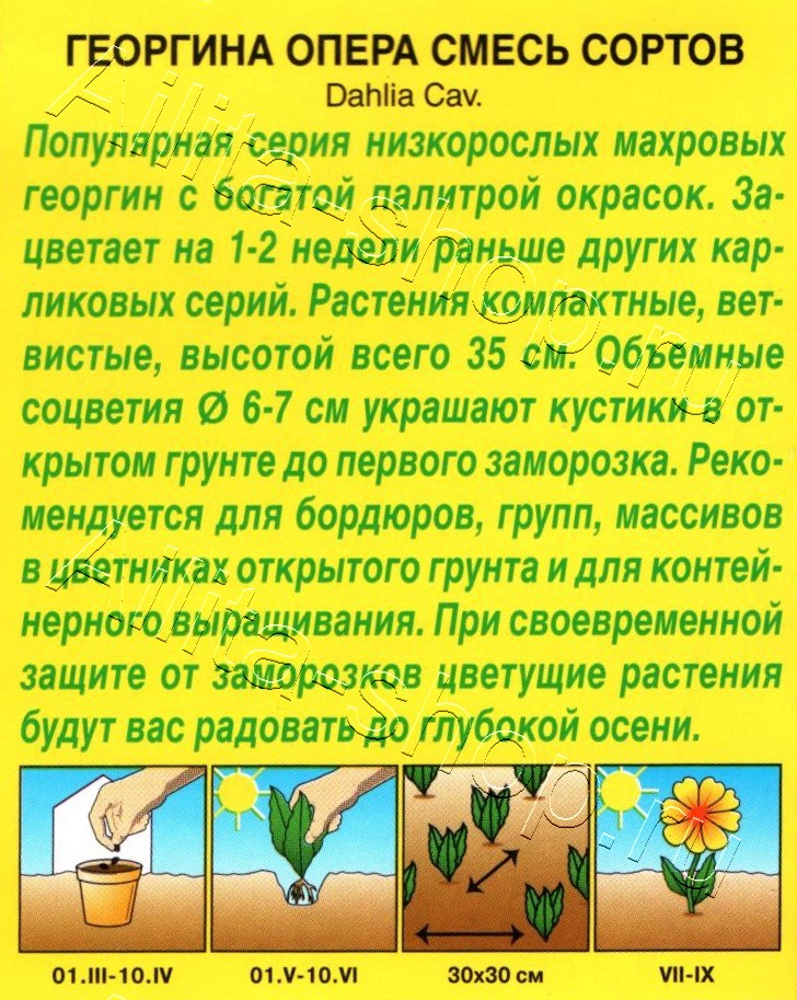 Георгина Опера, смесь сортов 7шт