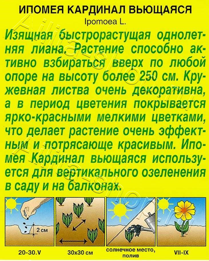 Ипомея Кардинал вьющаяся 0,5г