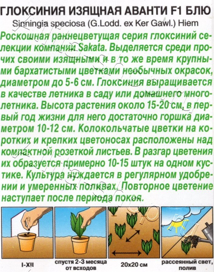 Глоксиния Аванти F1 блю 5шт