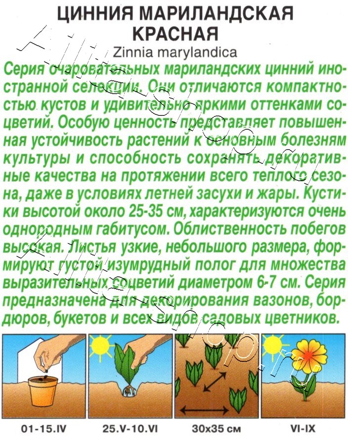 Цинния мариландская Красная махровая 15шт