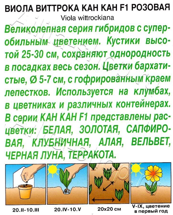 Виола Кан Кан F1 розовая 7шт