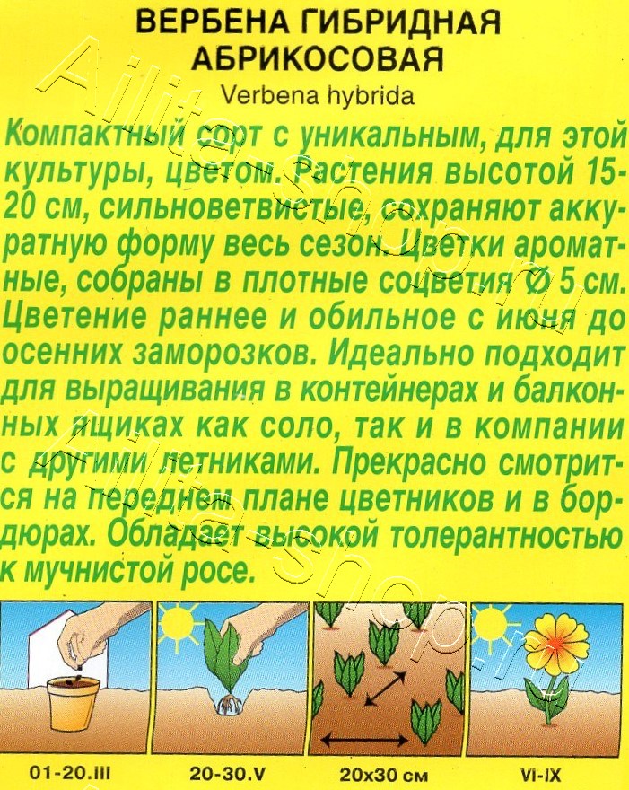 Вербена Абрикосовая 10шт