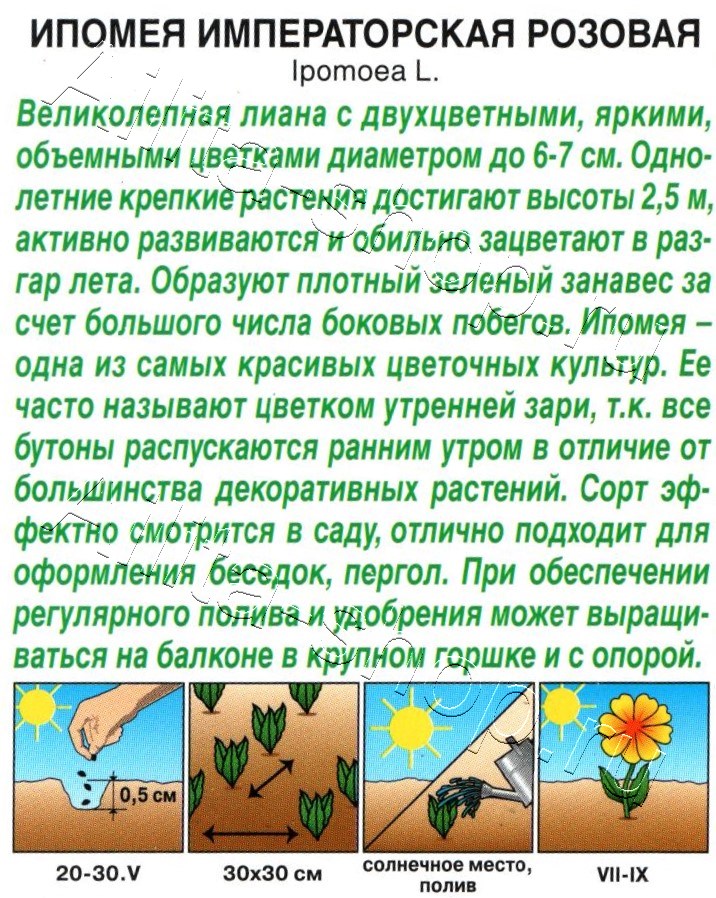 Ипомея Императорская розовая 9шт