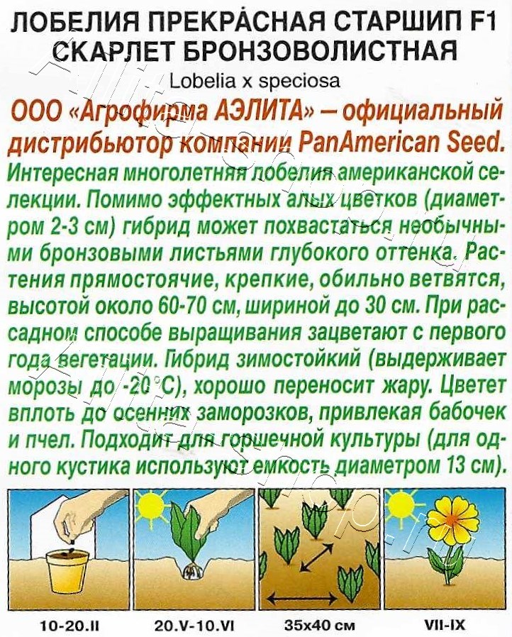 Лобелия Старшип F1 скарлет бронзоволистная 5шт