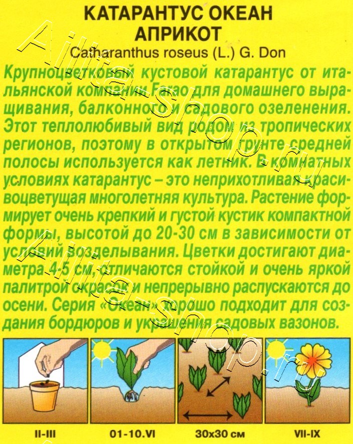 Катарантус Океан априкот 10шт