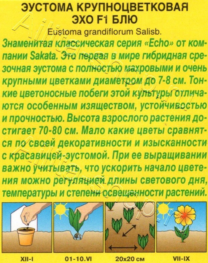 Эустома Эхо F1 блю крупноцветковая 5шт