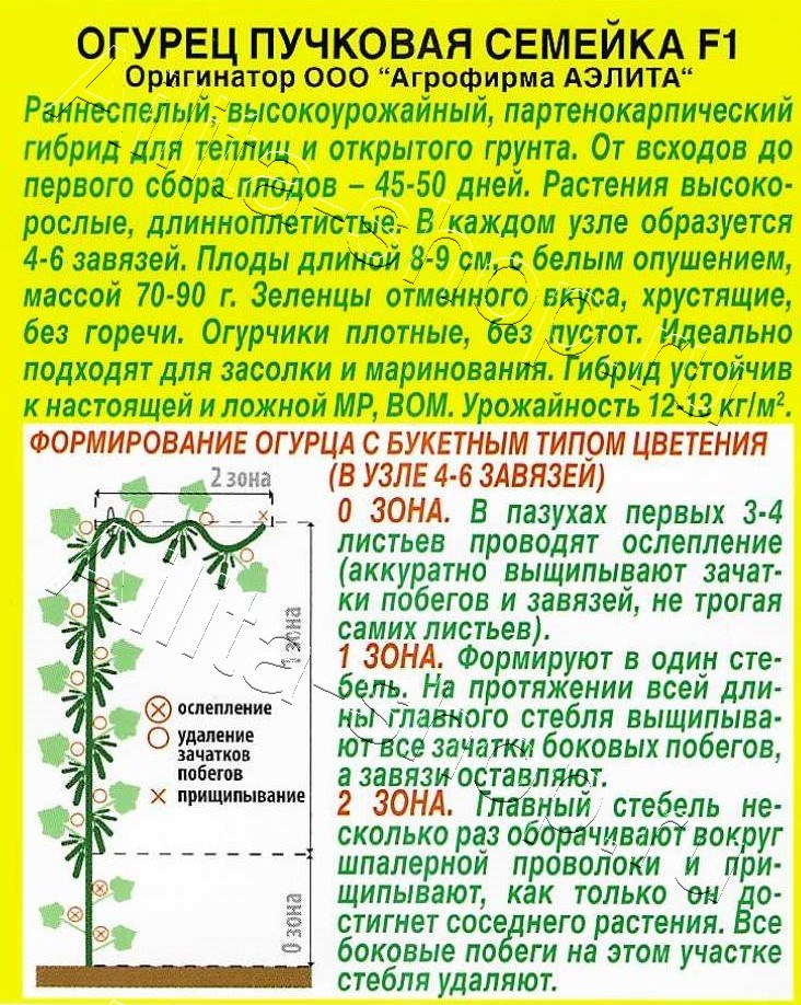 Огурец Пучковая семейка F1 10шт