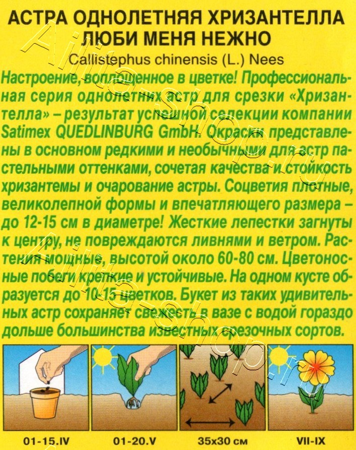 Астра Хризантелла люби меня нежно 15шт