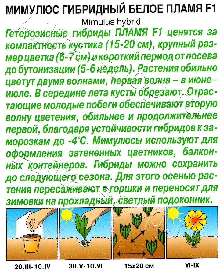 Мимулюс Белое пламя F1 10шт