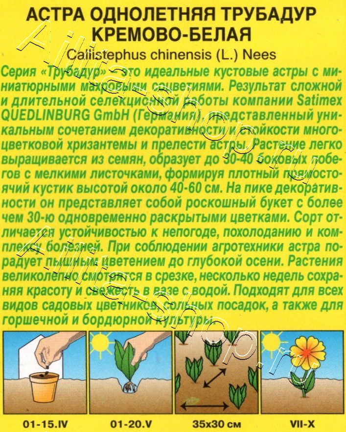 Астра Трубадур кремово-белая 20шт