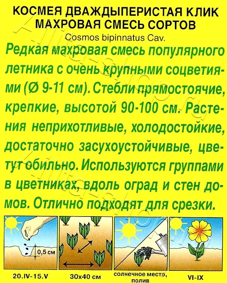 Космос (Космея) Клик махровый, смесь окрасок 0,1г