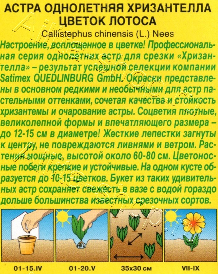 Астра Хризантелла цветок лотоса 15шт