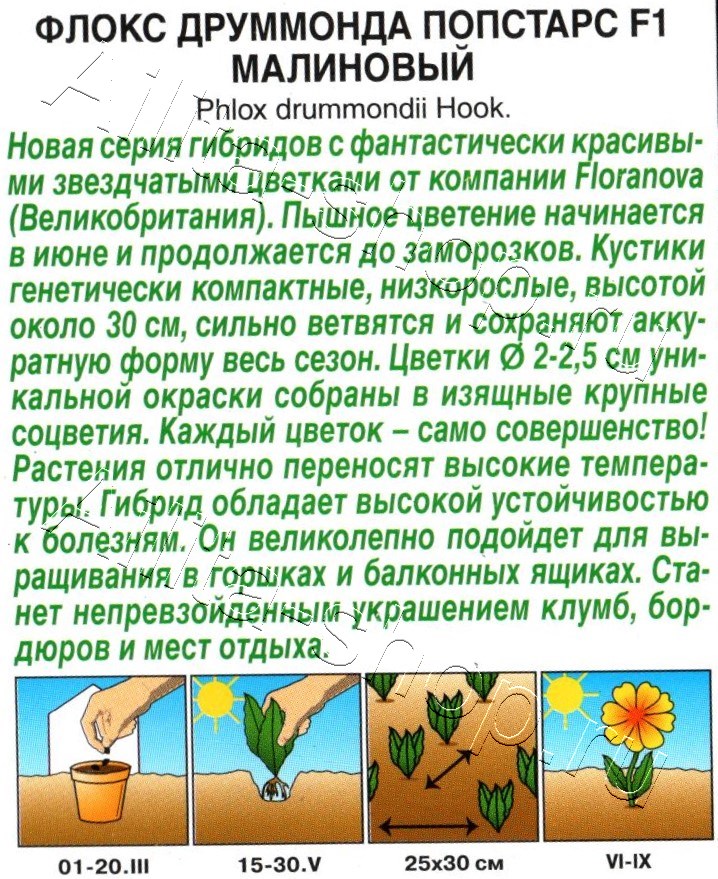 Флокс друммонда Попстарс F1 малиновый 5шт