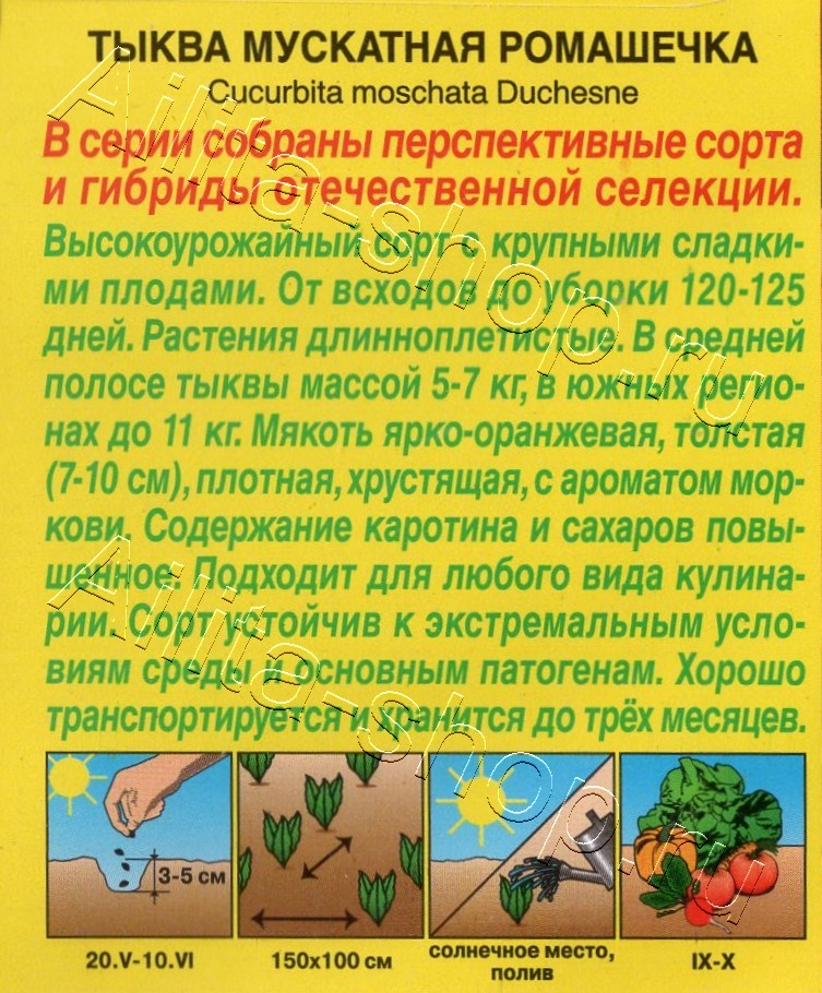 Тыква мускатная Ромашечка 7шт