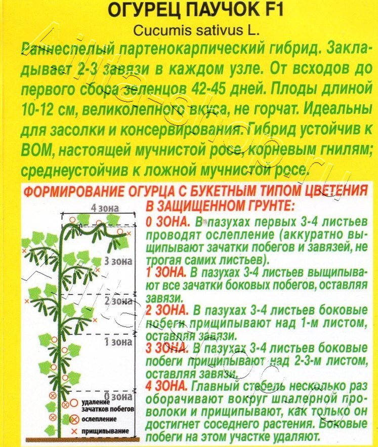 Огурец Паучок F1 10шт
