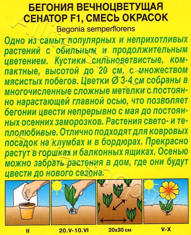 Бегония вечноцветущая Сенатор, смесь F1 10шт