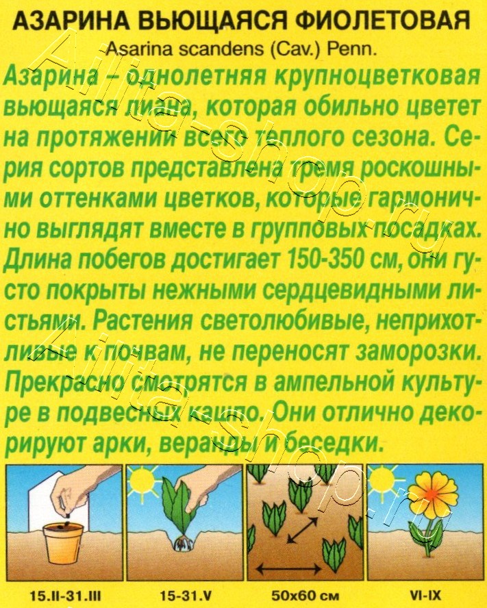 Азарина вьющаяся Фиолетовая 5шт