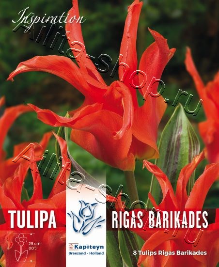 Тюльпан (лилиецветный) Ригас Барикадес 8шт