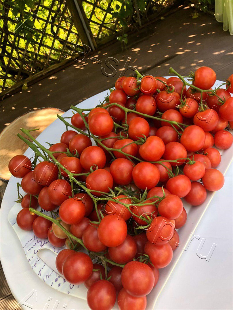 Томат Дружная семейка F1 15шт