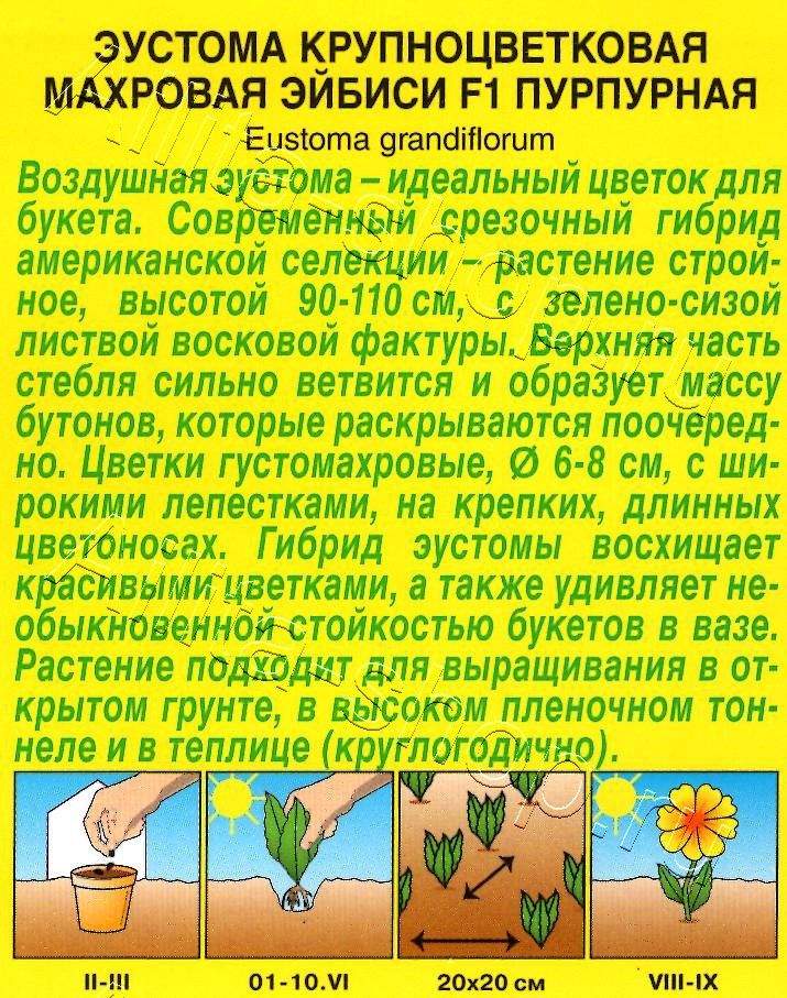 Эустома Эйбиси F1 пурпурная крупноцветковая махровая 5шт