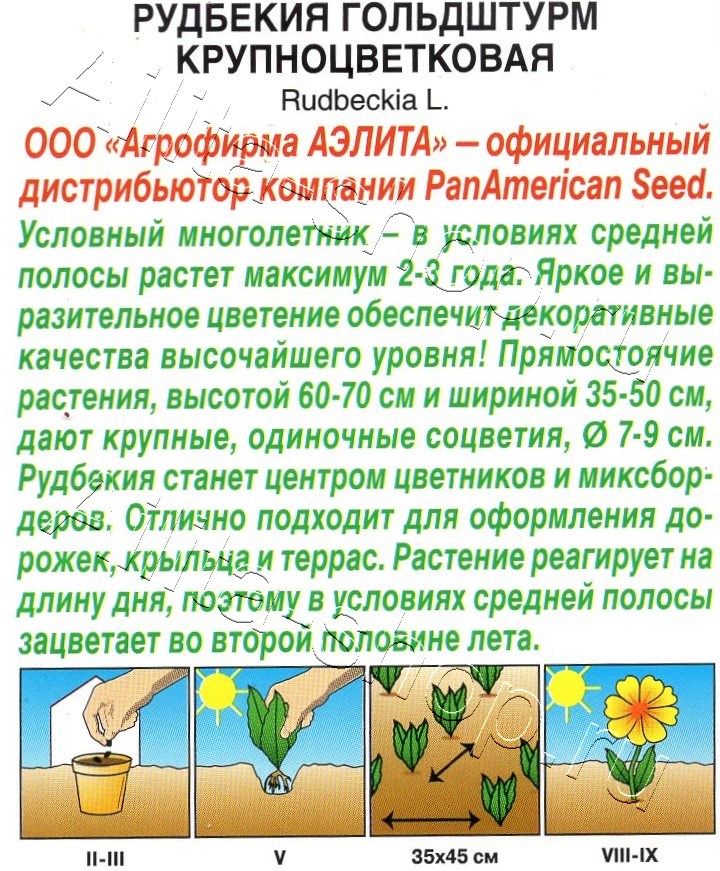 Рудбекия Гольдштурм крупноцветковая 5шт