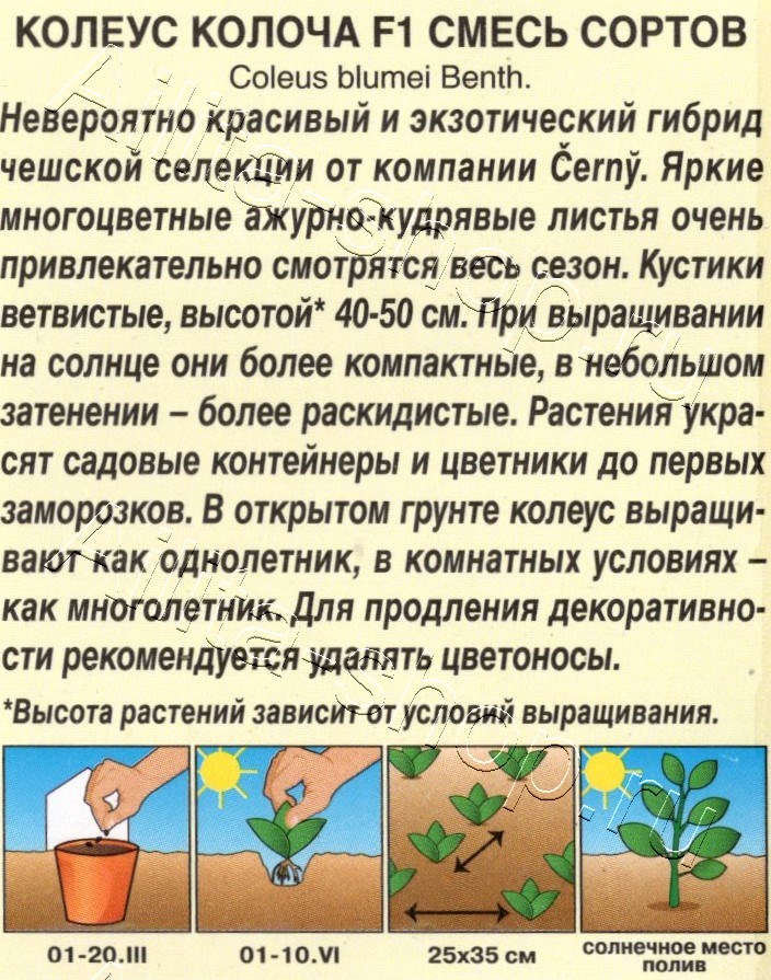 Колеус Колоча F1, смесь сортов 5шт