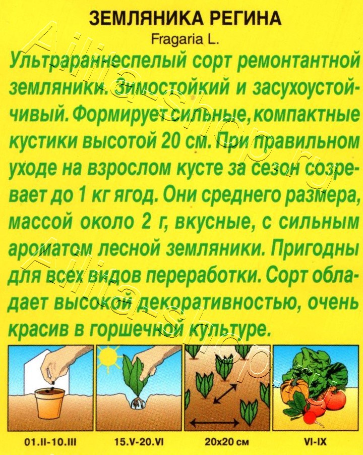 Земляника альпийская Регина 0,04г