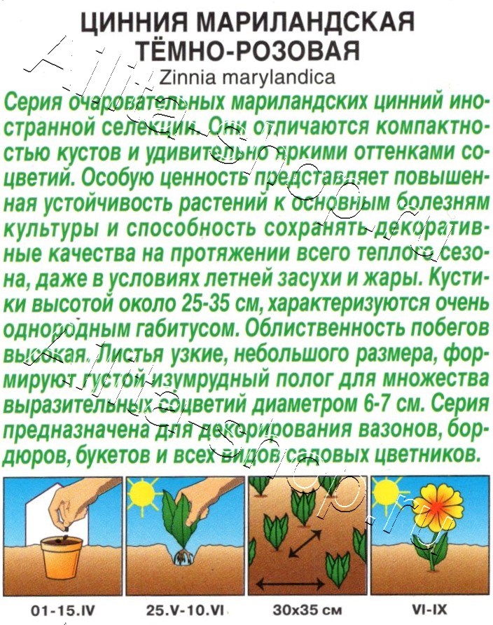 Цинния мариландская Тёмно-розовая махровая 15шт