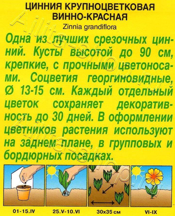 Цинния Крупноцветковая винно-красная 0,3г