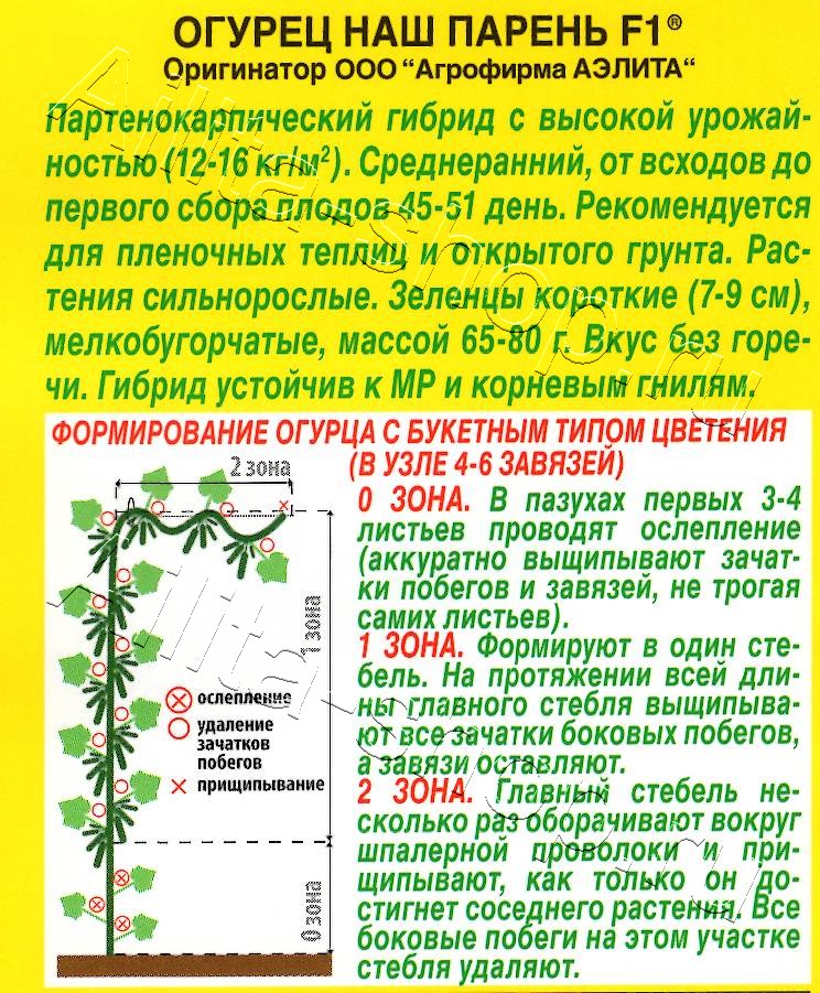 Огурец Наш парень F1 10шт