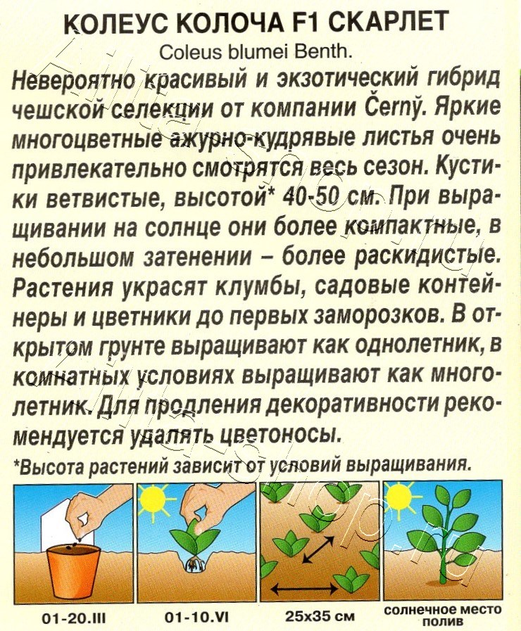 Колеус Колоча F1 скарлет 5шт