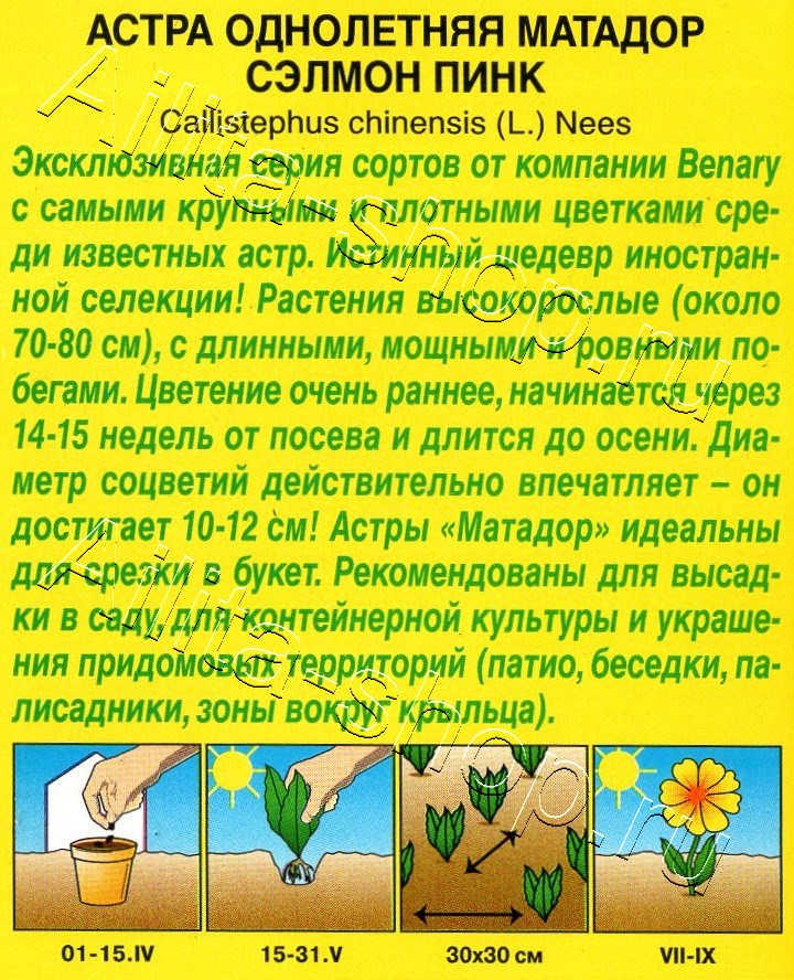 Астра Матадор сэлмон пинк 10шт