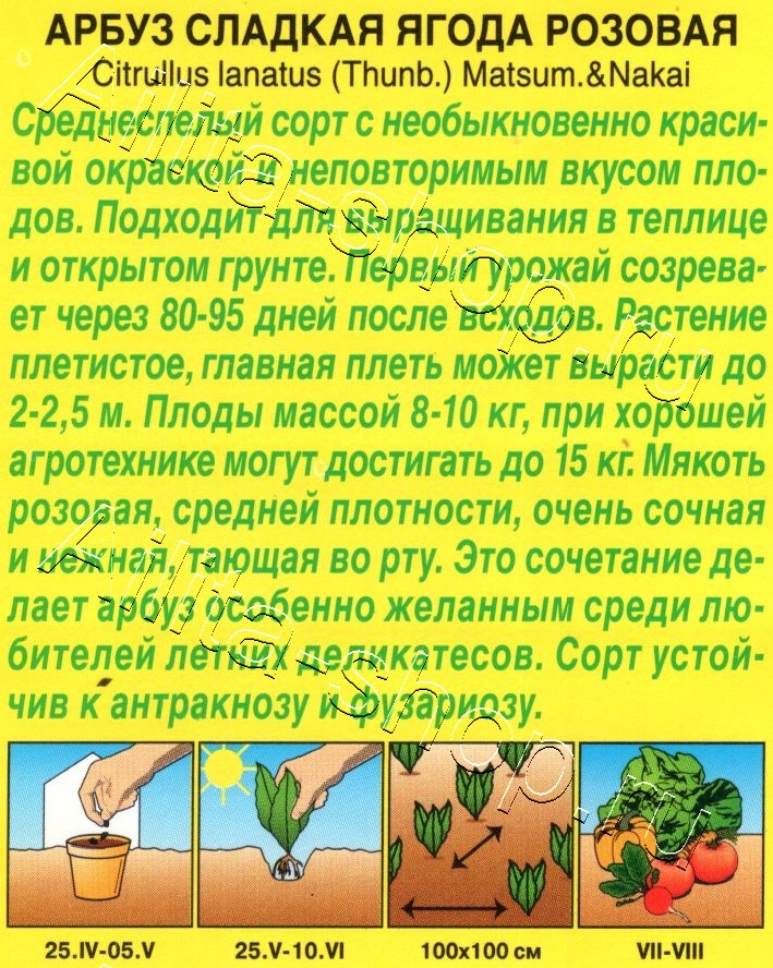 Арбуз Сладкая ягода розовая 1г