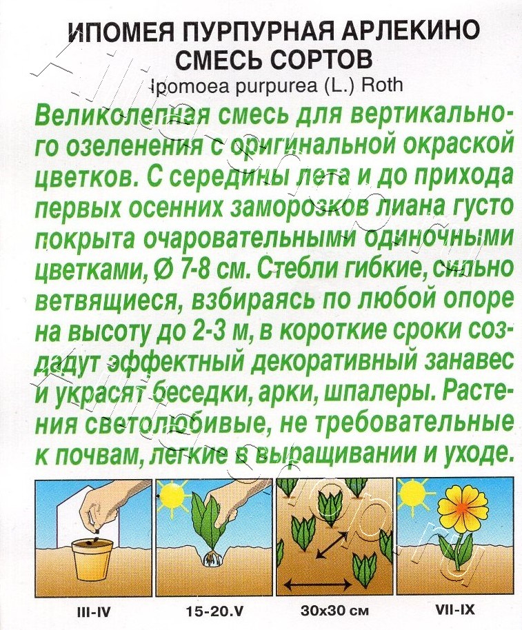 Ипомея пурпурная Арлекино, смесь сортов 9шт