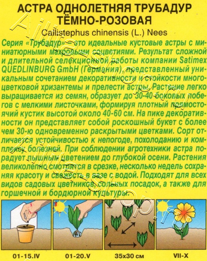 Астра Трубадур тёмно-розовая 20шт