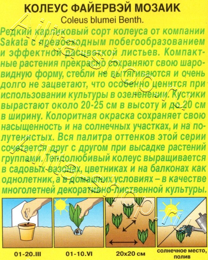 Колеус Файервэй мозаик 5шт