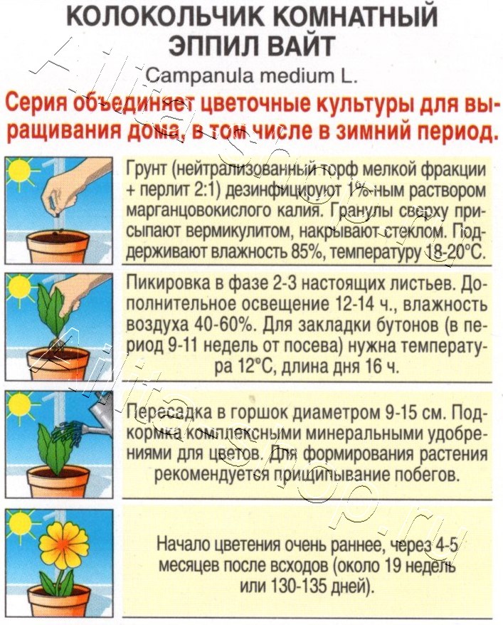 Колокольчик комнатный Эппил вайт 3шт