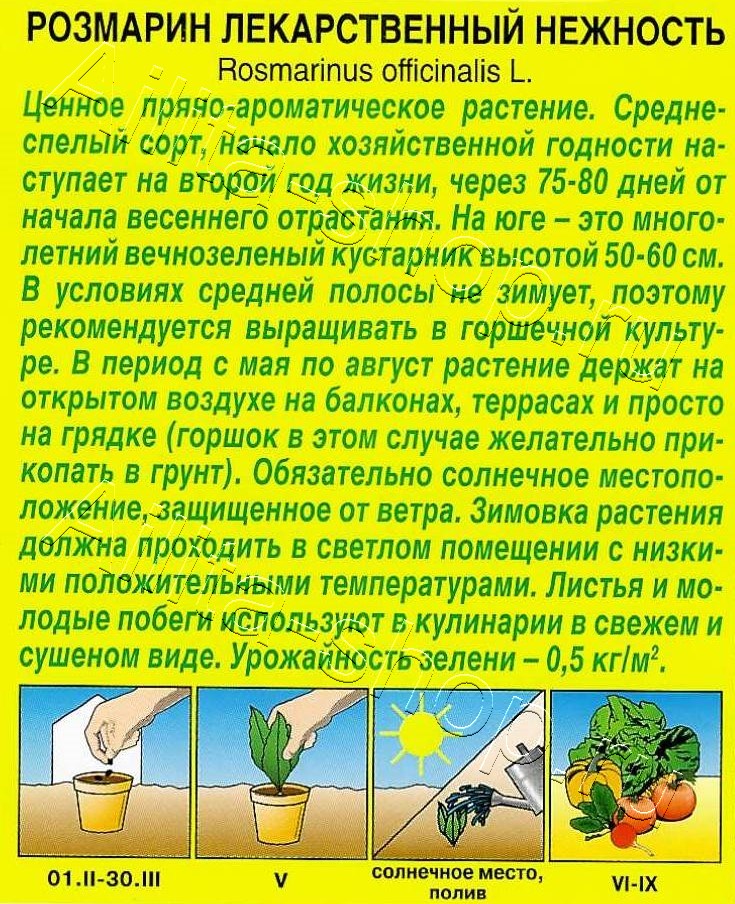 Розмарин Нежность 20шт