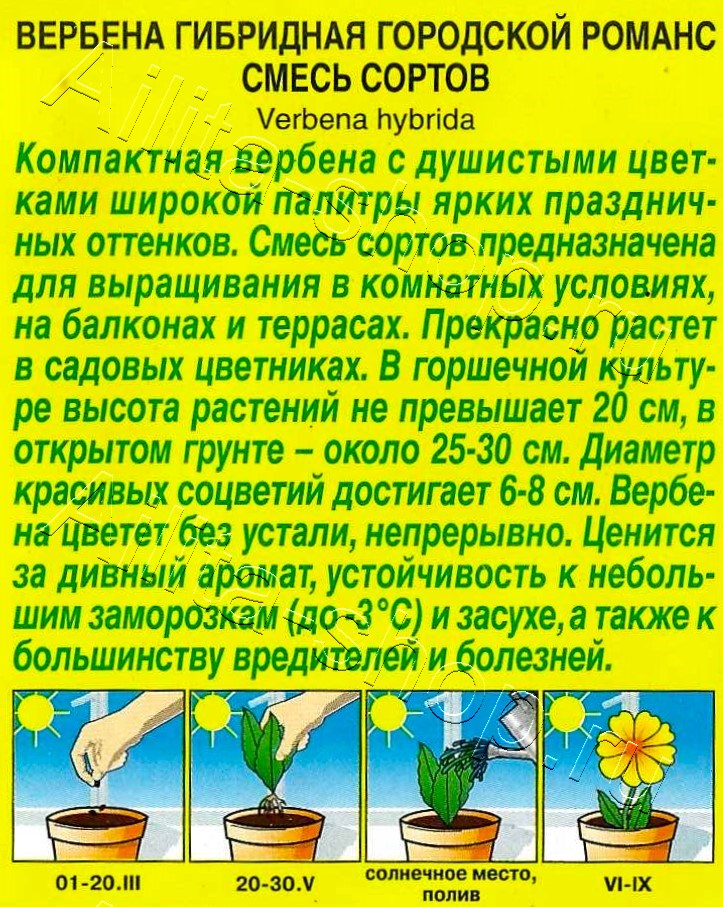 Вербена гибридная Городской романс, смесь сортов 20шт