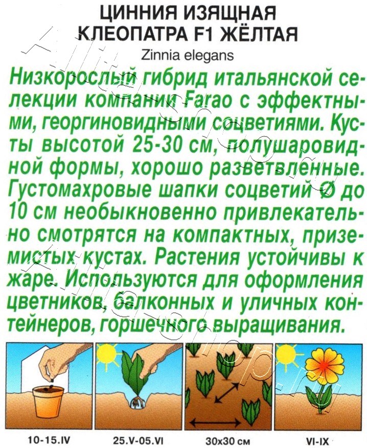 Цинния Клеопатра F1 желтая 12шт