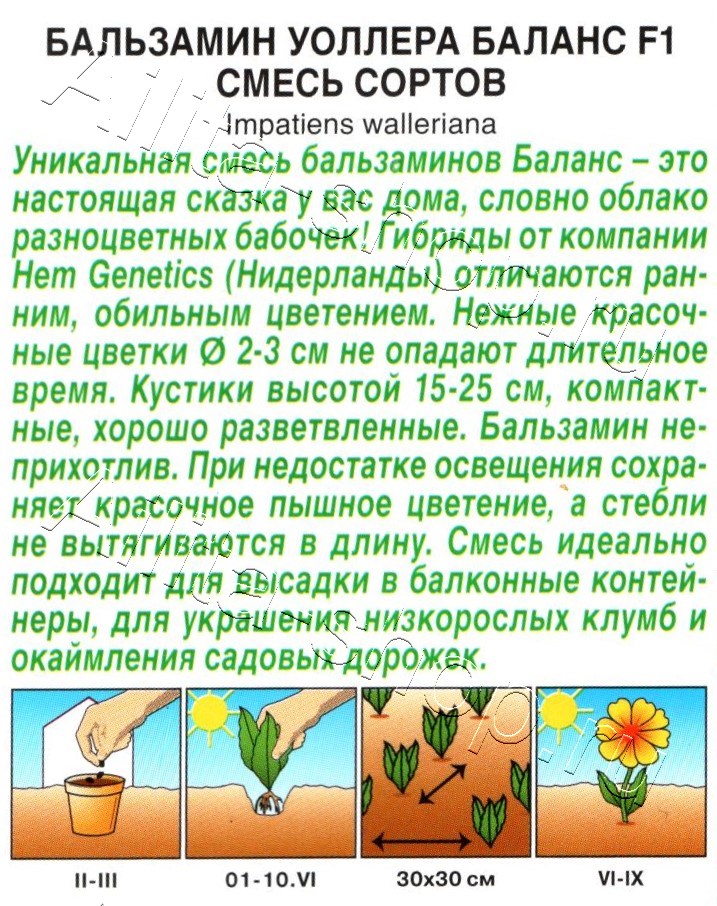 Бальзамин Баланс F1, смесь окрасок 7шт