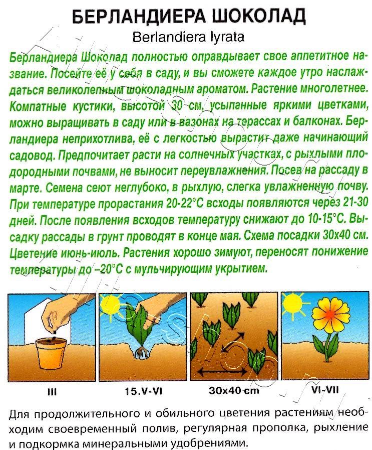 Берландиера Шоколад 5шт