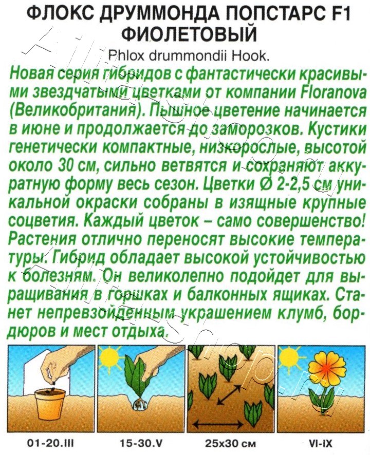 Флокс друммонда Попстарс F1 фиолетовый 5шт